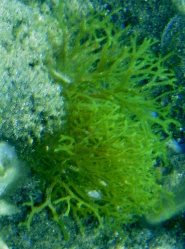 Stypocaulon scoparium e Dictyota dichotoma